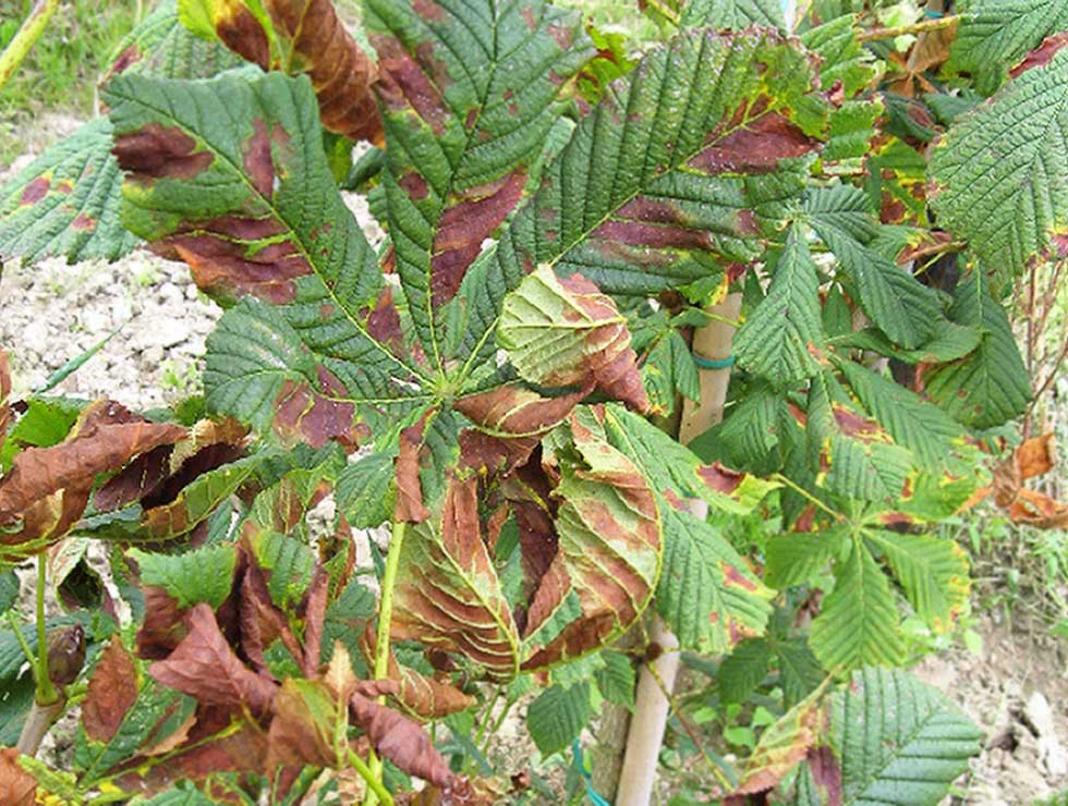 Guignardia: Schadebeeld | © Viaverda