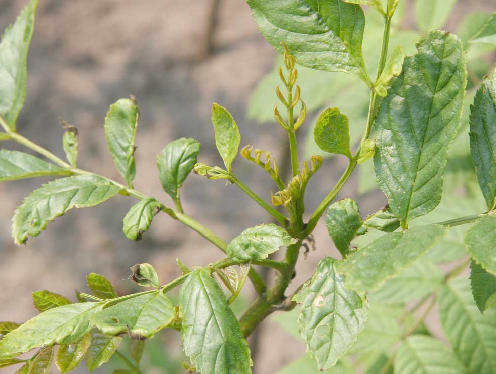 Essenbladpokmijt: Schadebeeld | © Viaverda