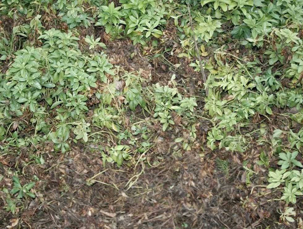 Phytopthora citrophthora: Schadebeeld <I>Pachysandra</I> | © Viaverda