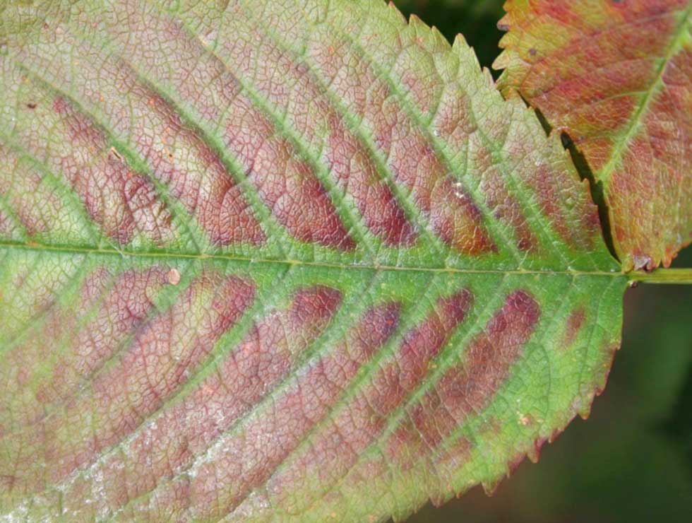 Little Cherry ziekte: Schadebeeld blad | © pcfruit