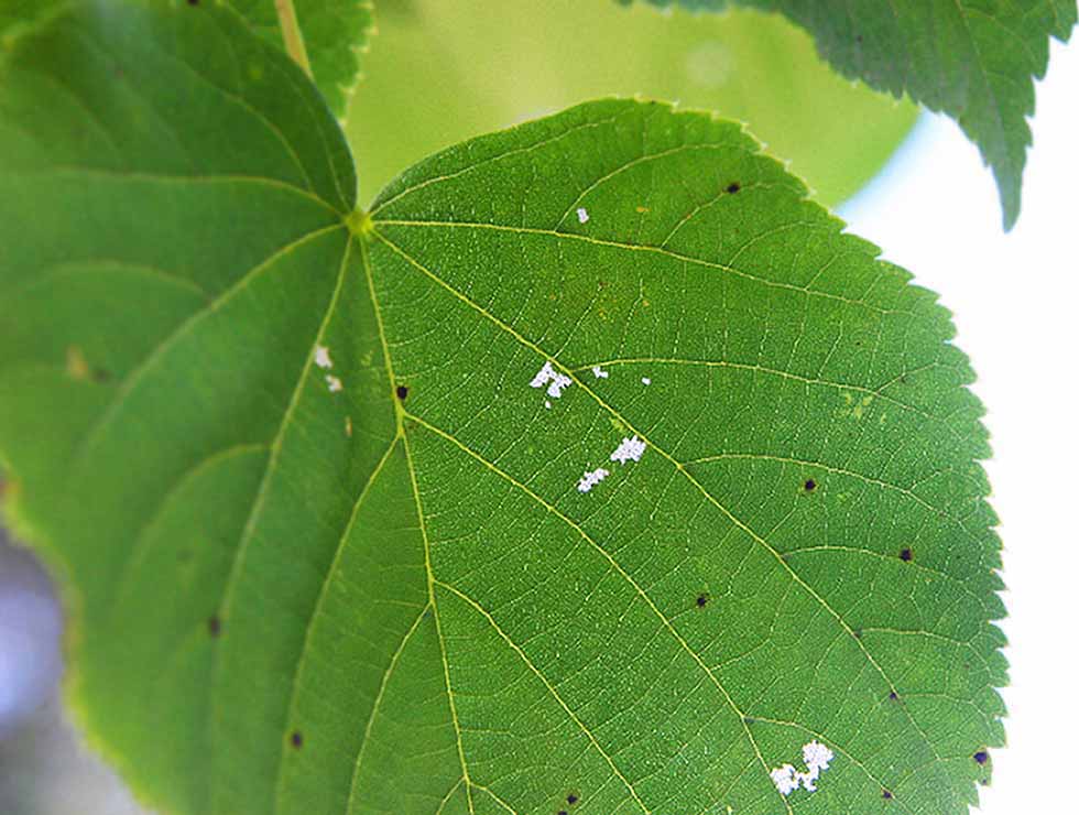 Lindebladwesp: Schadebeeld | © Viaverda