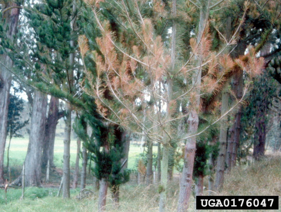 Rodebandjesziekte: Schadebeeld | © H.C.Evans, CAB Interational, Bugwood.org