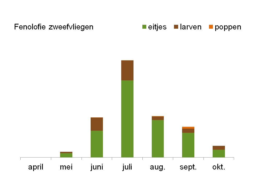 Zweefvliegen: Cyclus - fenologie | © HoGent