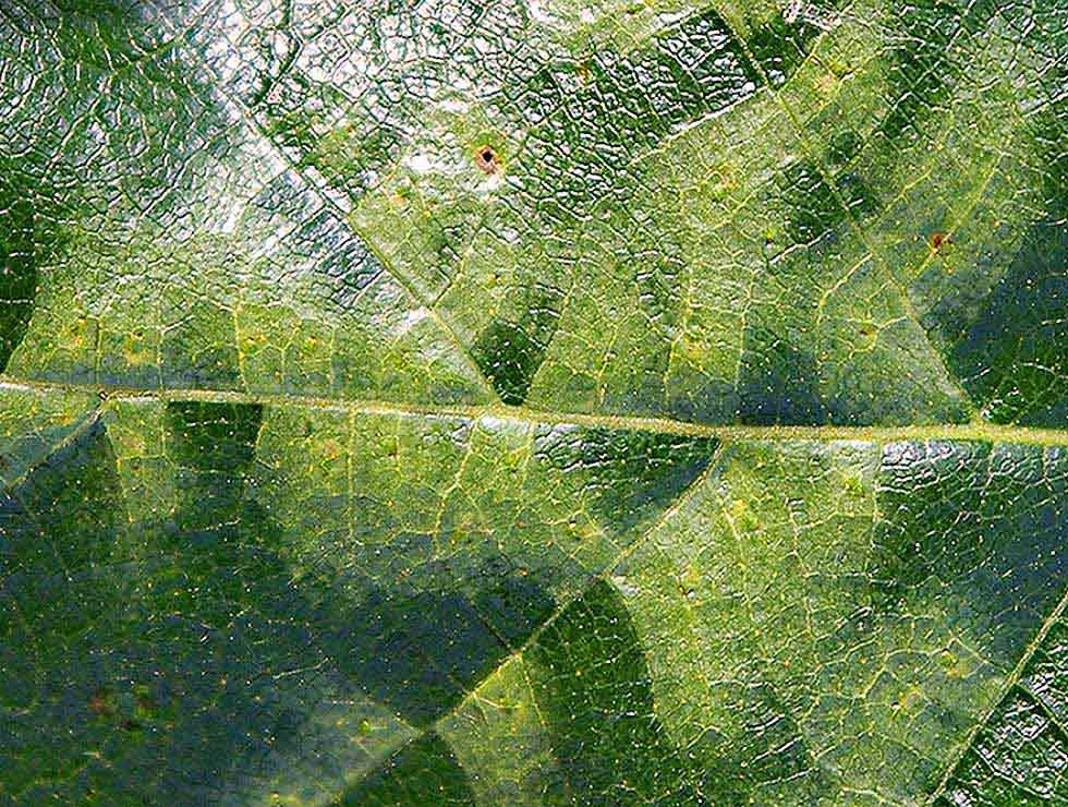 Berkenbladwesp: Schadebeeld begin | © FG
