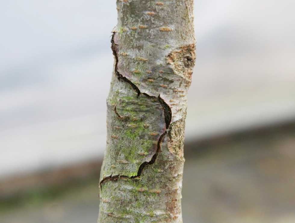 Perenprachtkever: Schadebeeld | © Viaverda