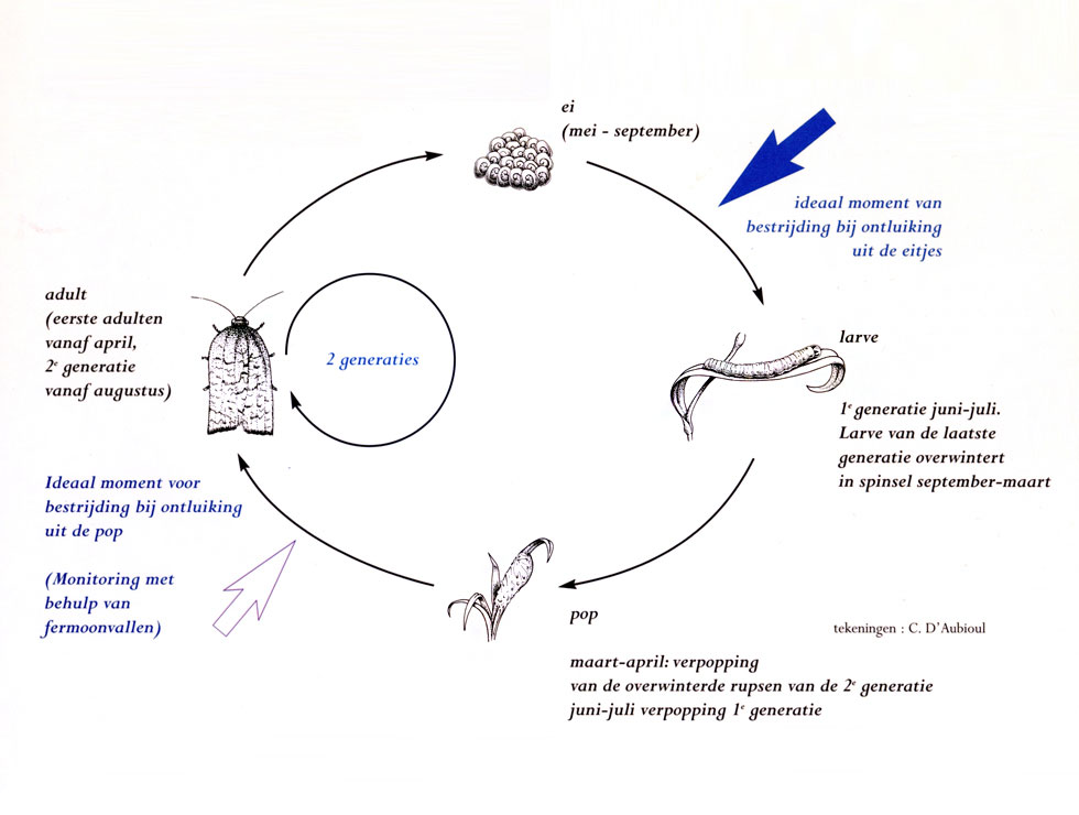 Anjerbladroller: Cyclus | © Viaverda