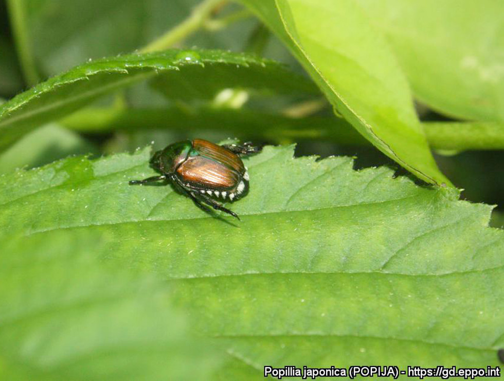Japanse kever: Adult | © EPPO, M. Pavesi, Museo di Storia Naturale di Milano (IT)