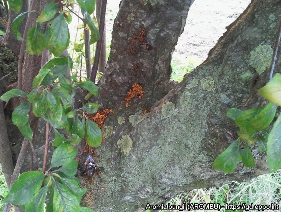 Aromia bungii: Schadebeeld roodbruin zaagsel | © EPPO, D. Benchi, Plant Health Service of Campania Region, Napoli, IT