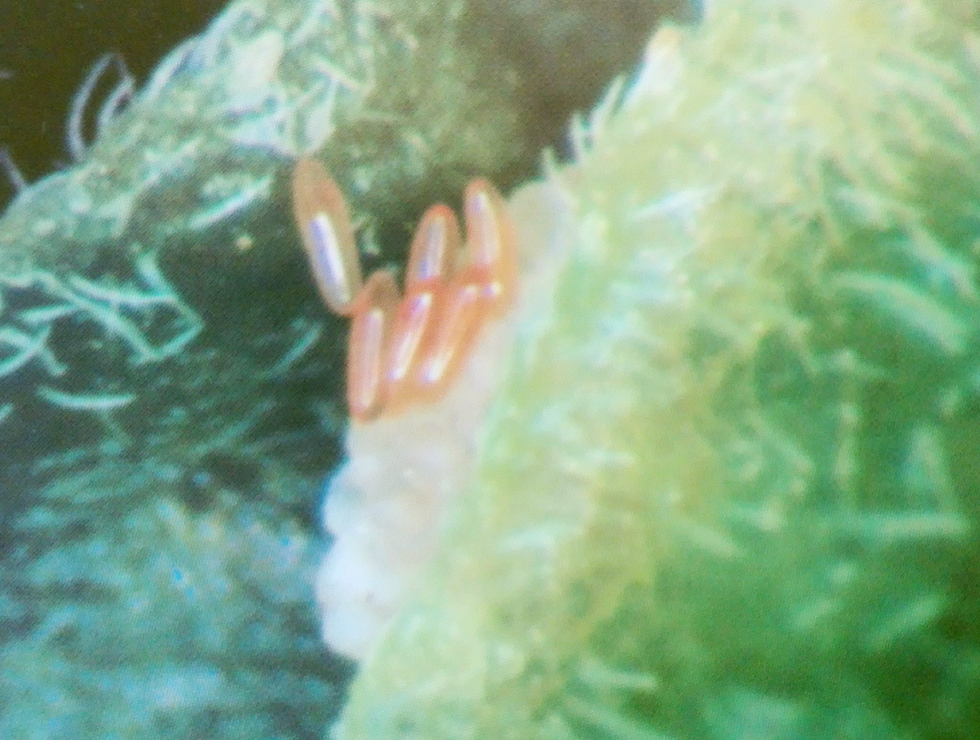 Roofgalmuggen: Ei <I>Aphidoletes sp.</I> | © Viaverda