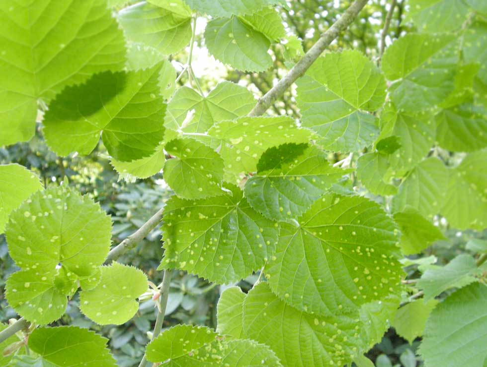 Lindeviltmijt: Schadebeeld <I>Tilia</I> | © Viaverda