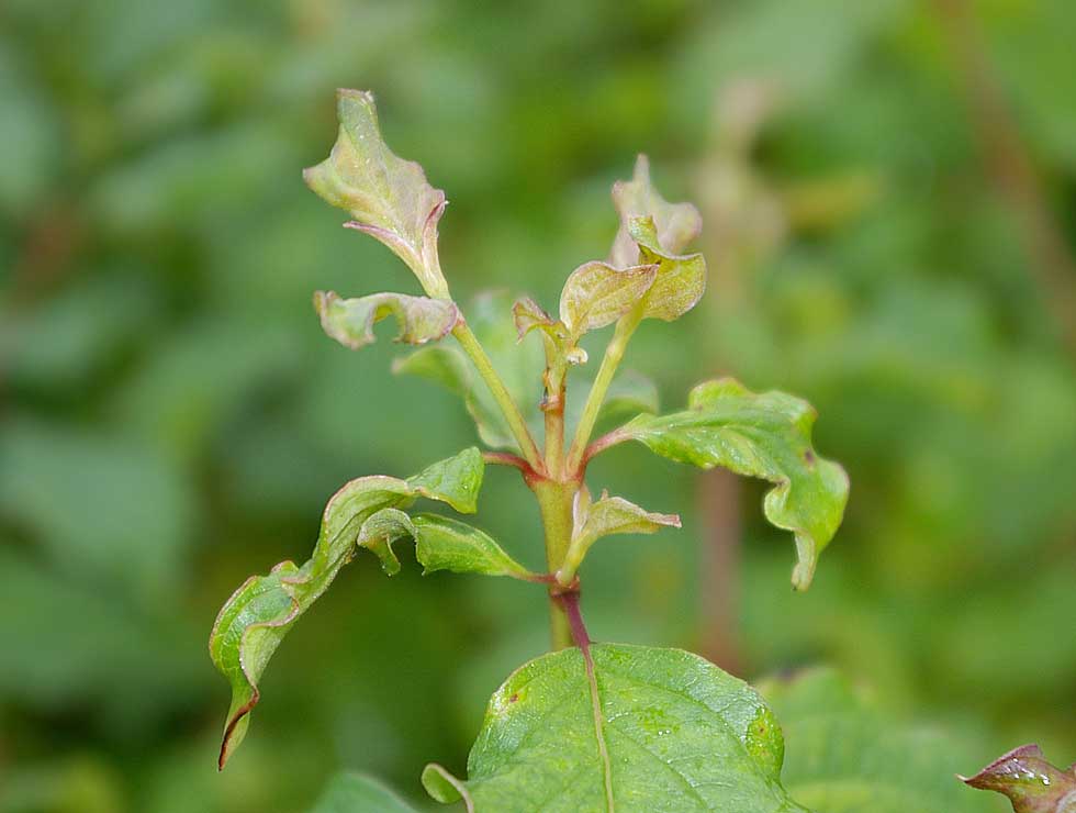 Begoniamijt: Schadebeeld op <I>Viburnum</I> | © Viaverda
