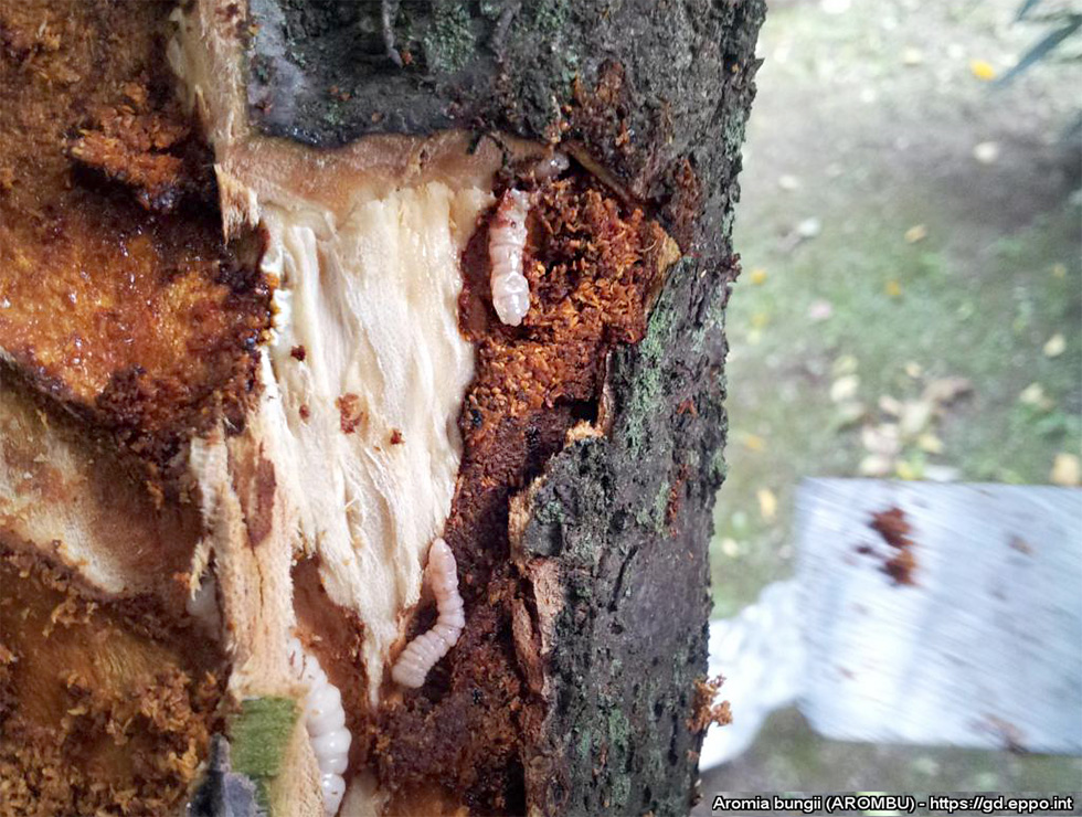 Aromia bungii: Schadebeeld | © EPPO, R. Griffo Plant Health Service of Campania Region, Napoli, IT