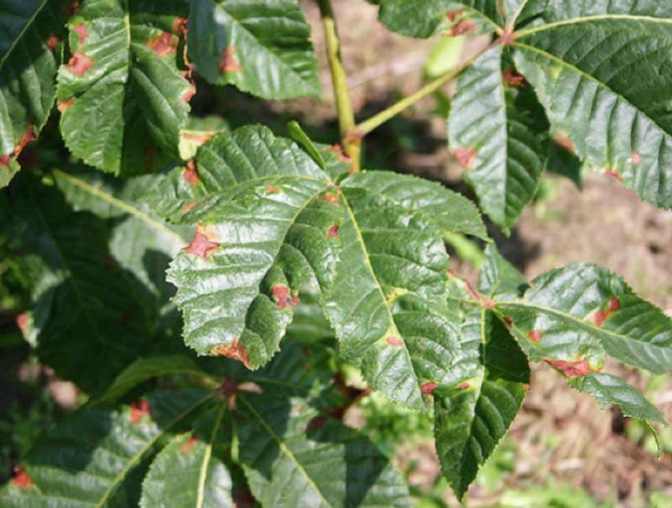 Guignardia: Schadebeeld | © Viaverda