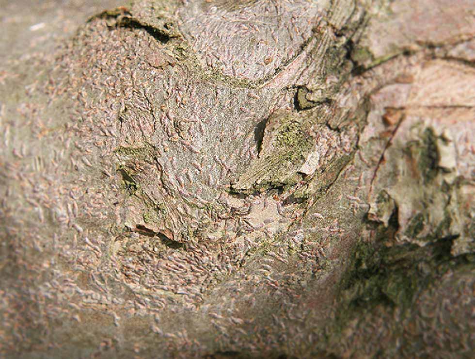 Kommaschildluis: Schadebeeld op <I>Malus</I> | © Viaverda