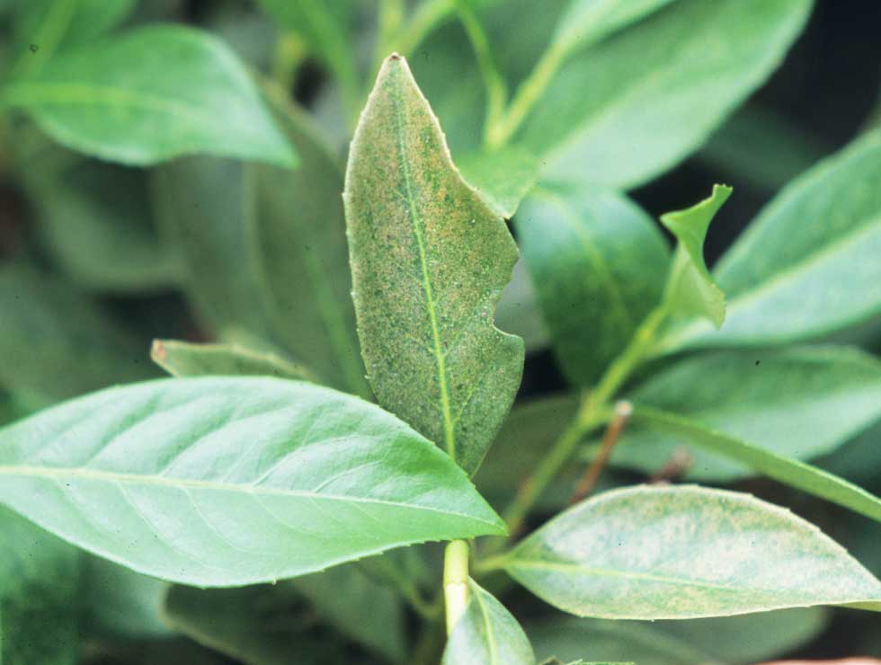 Citrusspintmijt: Schadebeeld op <I>Prunus</I> | © Viaverda