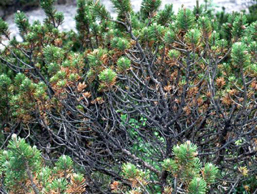 Rodebandjesziekte: Schadebeeld | © EPPO