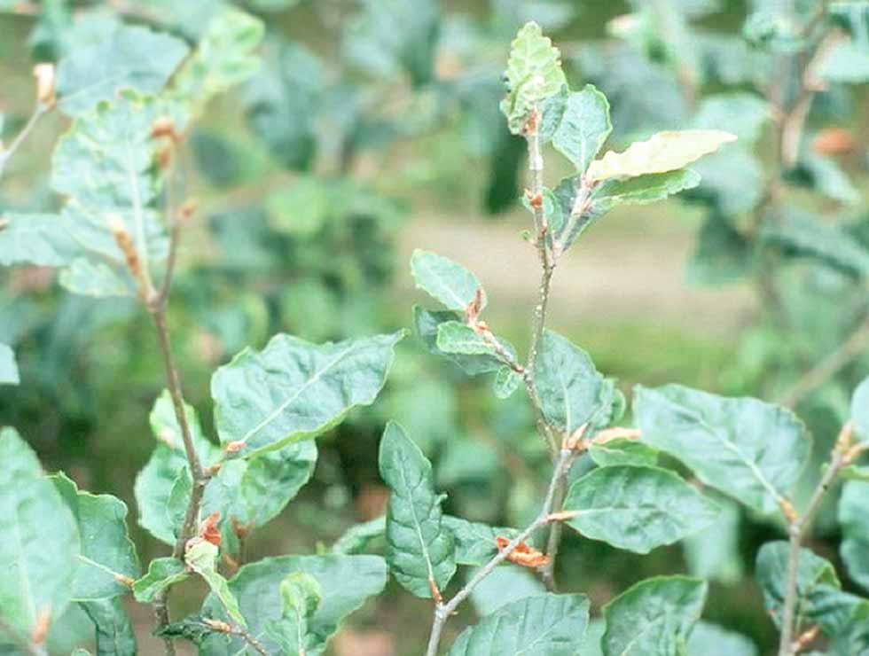 Beukentopgalmug: Schadebeeld | © Viaverda