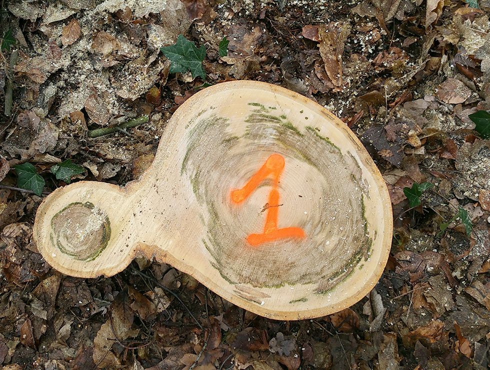 Roetschorsschimmel: Schadebeeld - De afgrendeling in het hout van aangetaste bomen vertoont groene vlekken.  | © A. De Haeck INBO