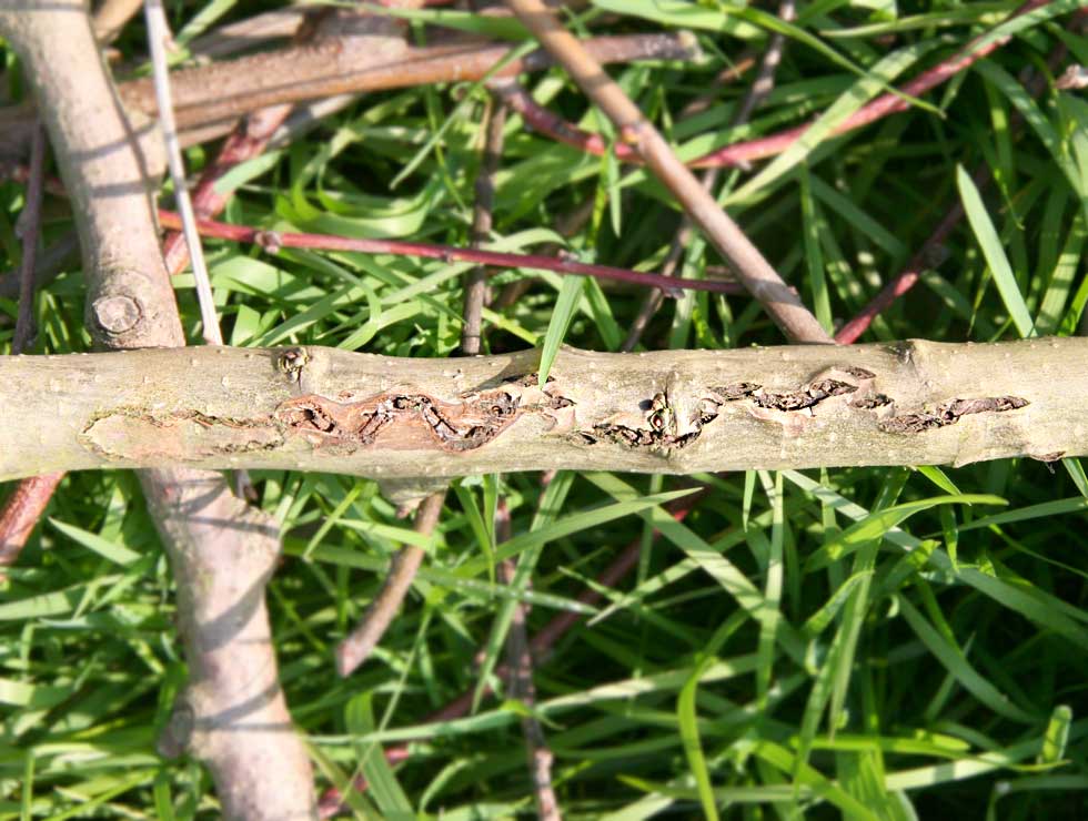Perenprachtkever: Schadebeeld | © Viaverda