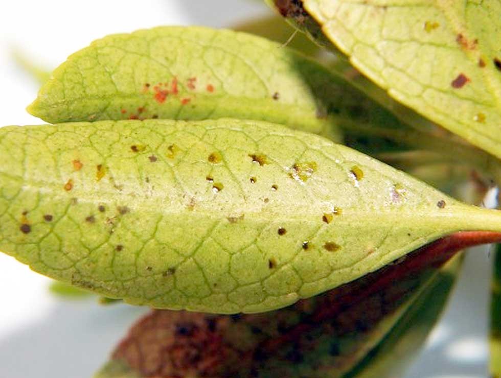 Japanse vlieg: Schadebeeld uitwerpselen | © Viaverda