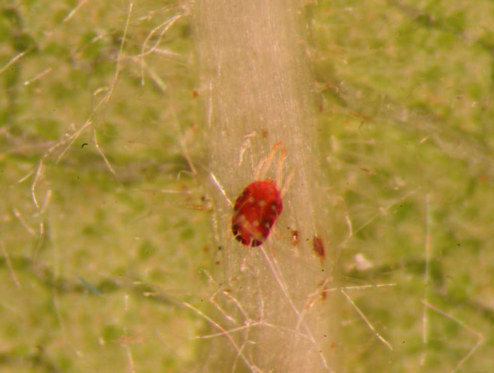 Fruitspint: Adult | © Viaverda