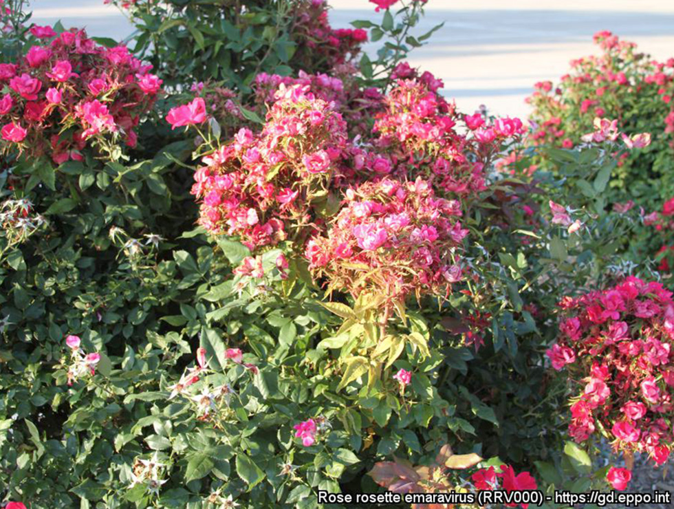 Rose rosette emaravirus (RRV): Schadebeeld | © EPPO