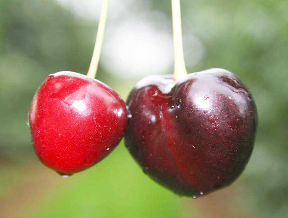 Little Cherry ziekte: Schadebeeld vrucht | © pcfruit