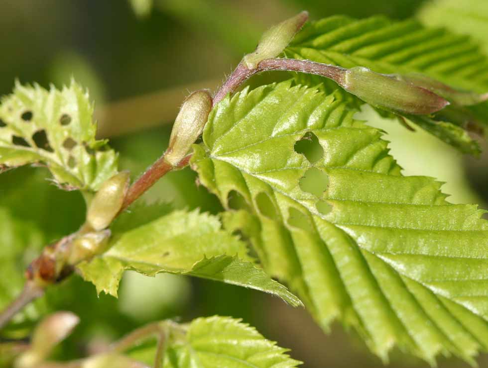 Kleine wintervlinder: Schadebeeld op <I>Carpinus</I> | © Viaverda