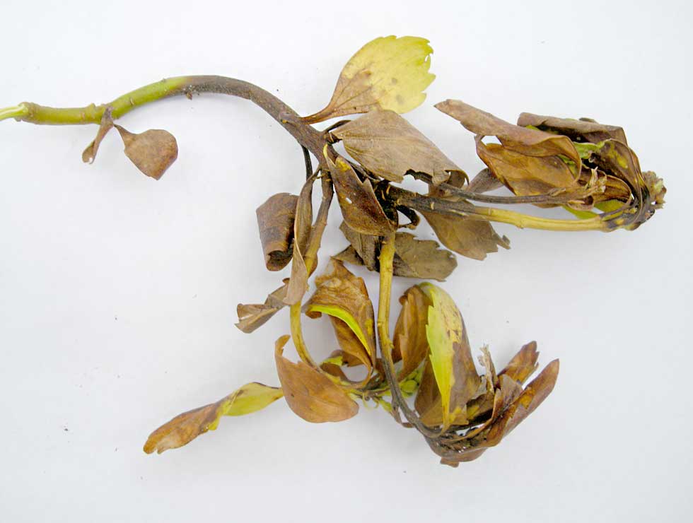 Phytopthora citrophthora: Schadebeeld <I>Pachysandra</I> | © Viaverda