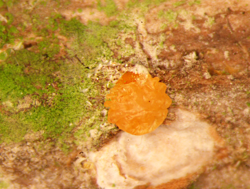 Pseudaulacaspis pentagon: Larve | © Viaverda