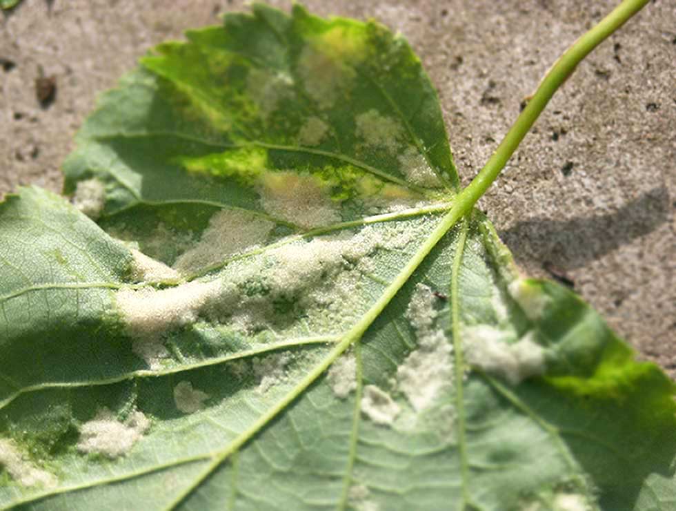 Lindeviltmijt: Schadebeeld | © Viaverda