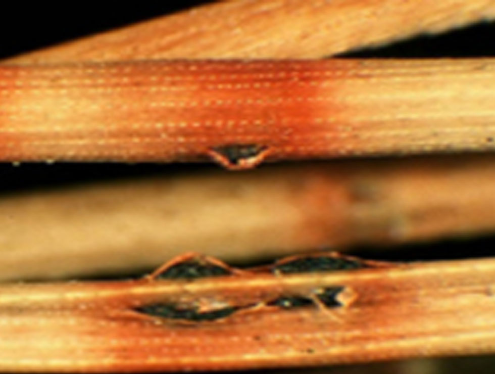 Rodebandjesziekte: Schadebeeld | © EPPO