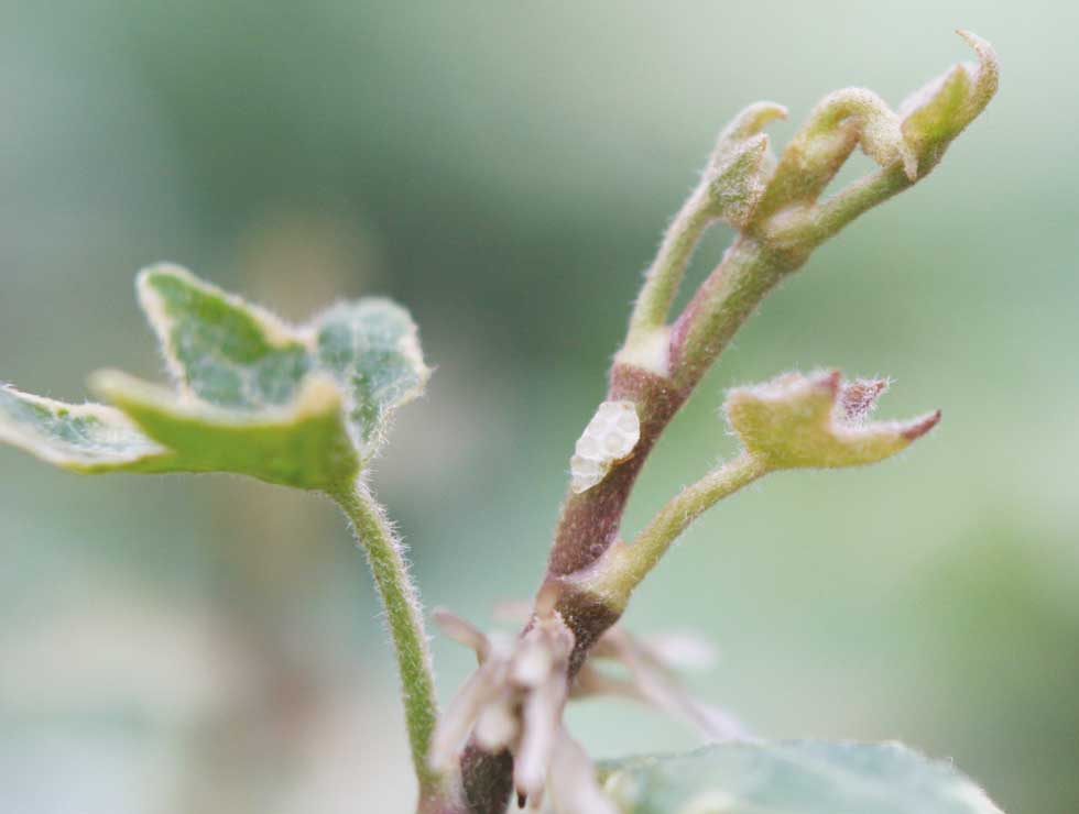 Begoniamijt: Schadebeeld op <I>Hedera</I> | © Viaverda