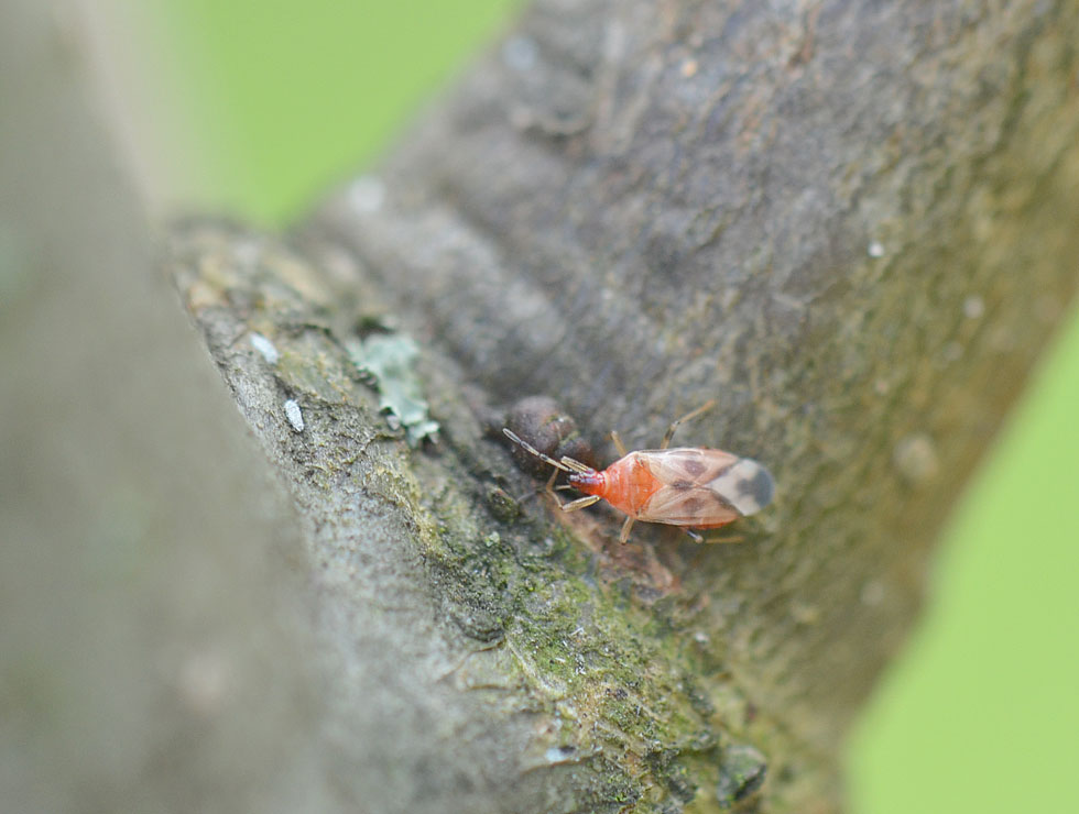 Roofwantsen: Adult <I>Anthocoris sp</I>. | © HoGent