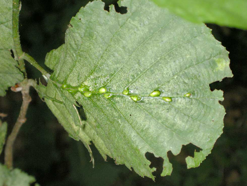 Elzennerfhoekmijt: Schadebeeld op <I>Alnus</I> | © Viaverda