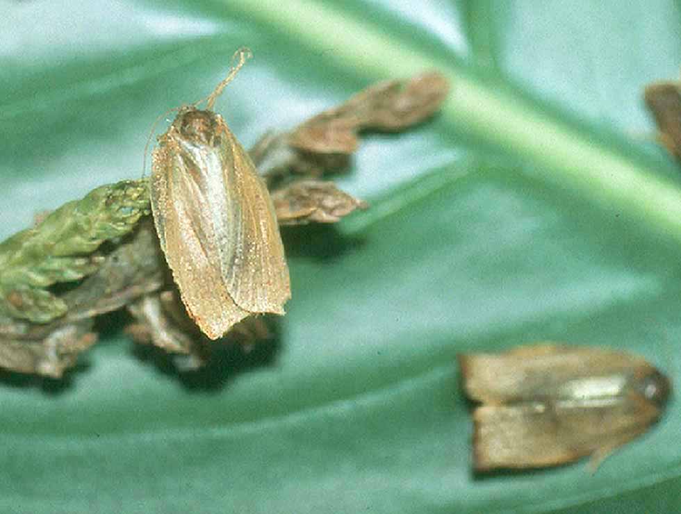 Anjerbladroller: Adult | © Viaverda