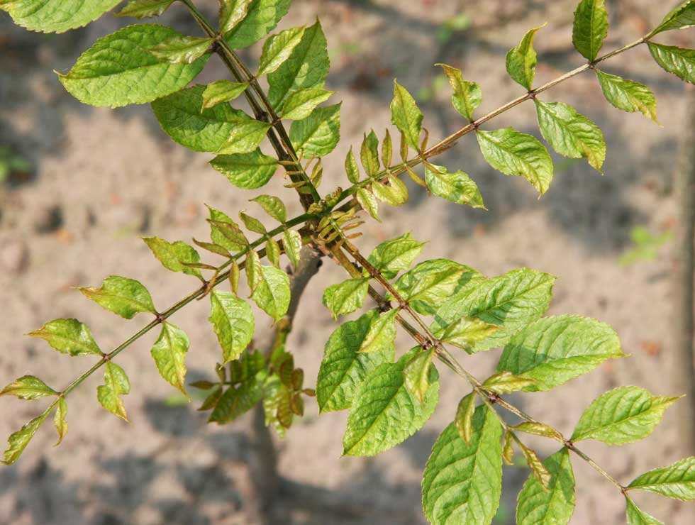 Essenbladpokmijt: Schadebeeld | © Viaverda