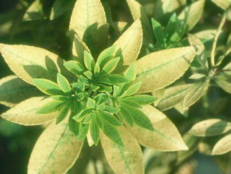 Japanse vlieg: Schadebeeld op <I>Pieris</I> | © Viaverda