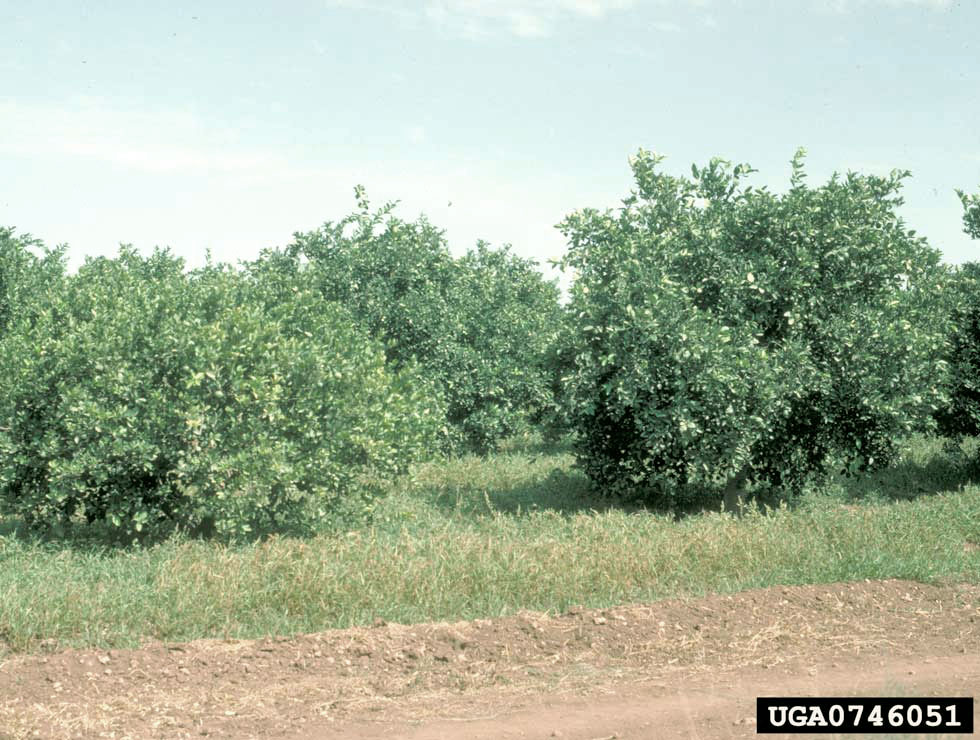 Spiroplasma citri: Schadebeeld | © J.M.Bové, INRA Bordeaux, Bugwood.org