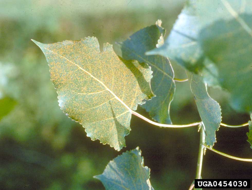 Medusae Populierenroest : Schadebeeld | © A.L.Schipper, USDA Forest Service,Bugwood.org