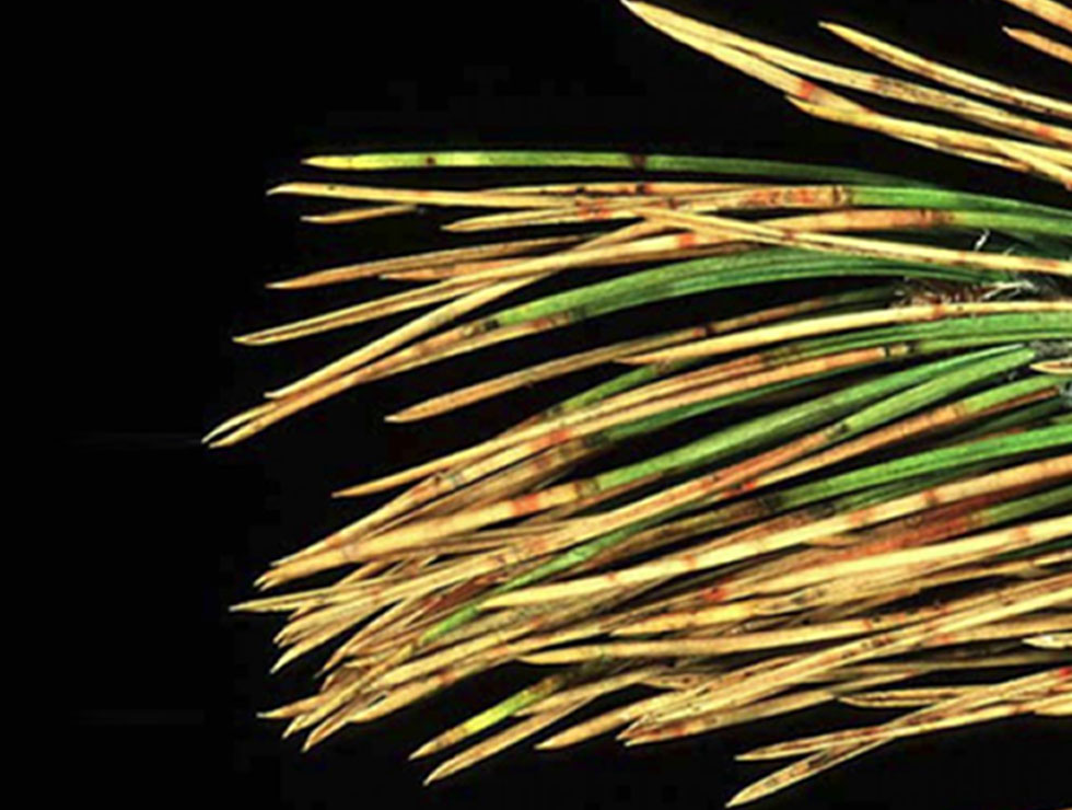 Rodebandjesziekte: Schadebeeld | © EPPO