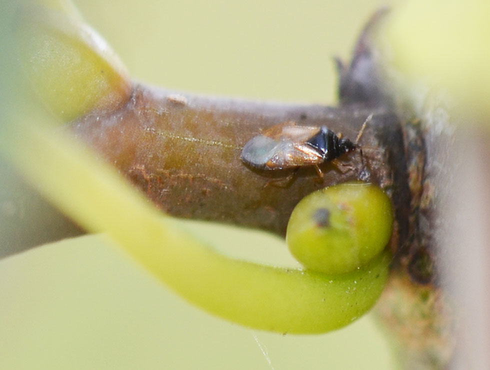 Roofwantsen: Adult <I>Orius sp</I>. | © HoGent