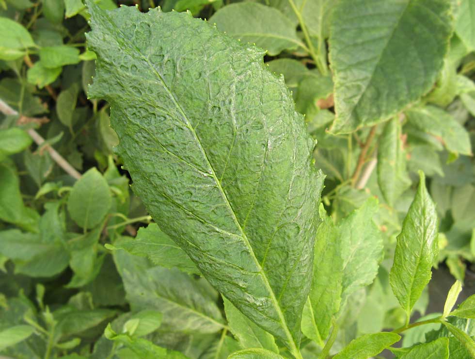 Begoniamijt: Schadebeeld | © Viaverda