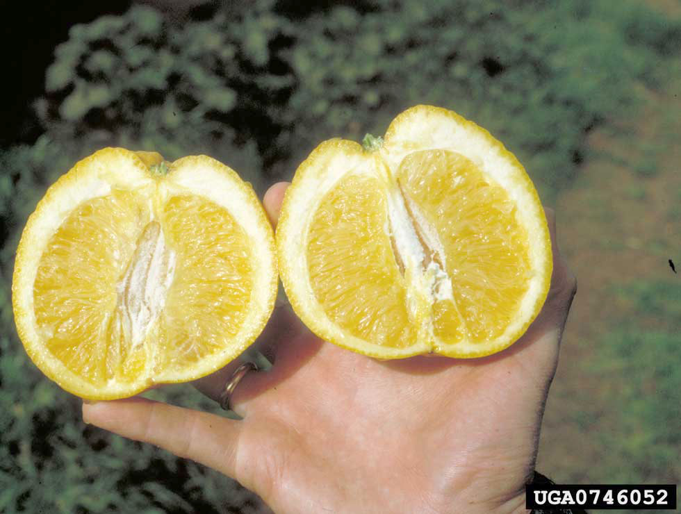 Spiroplasma citri: Schadebeeld | © J.M.Bové, INRA Bordeaux, Bugwood.org