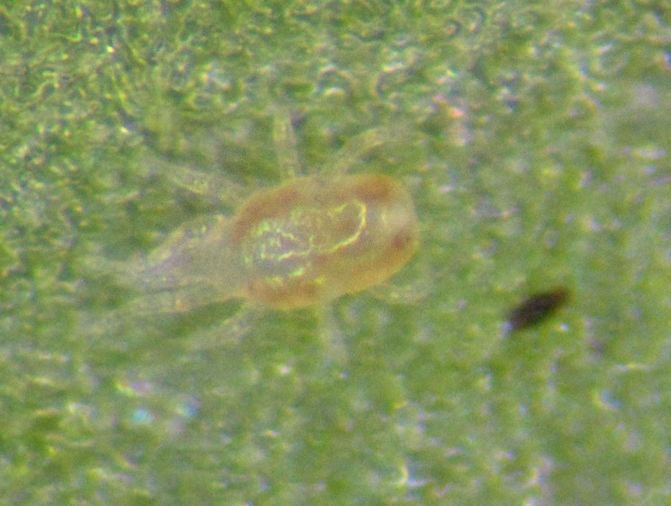 Roofmijten: Larve protonimf <I>Neoseiulus sp</I>. | © DVG