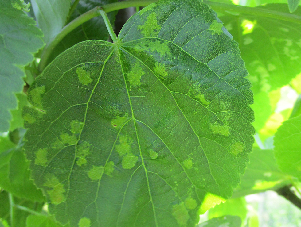 : Schadebeeld | © Viaverda