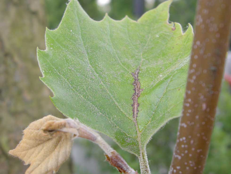 Antracnose: Schadebeeld op Plataan | © Viaverda