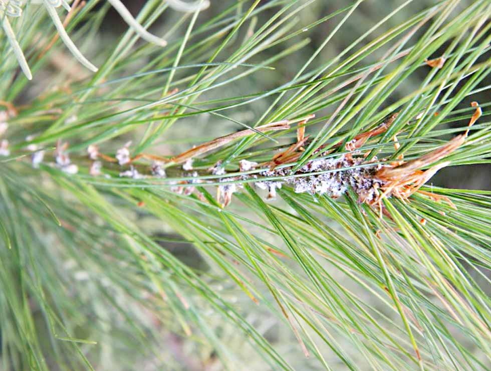 Wollige denneluis: Schadebeeld | © Viaverda