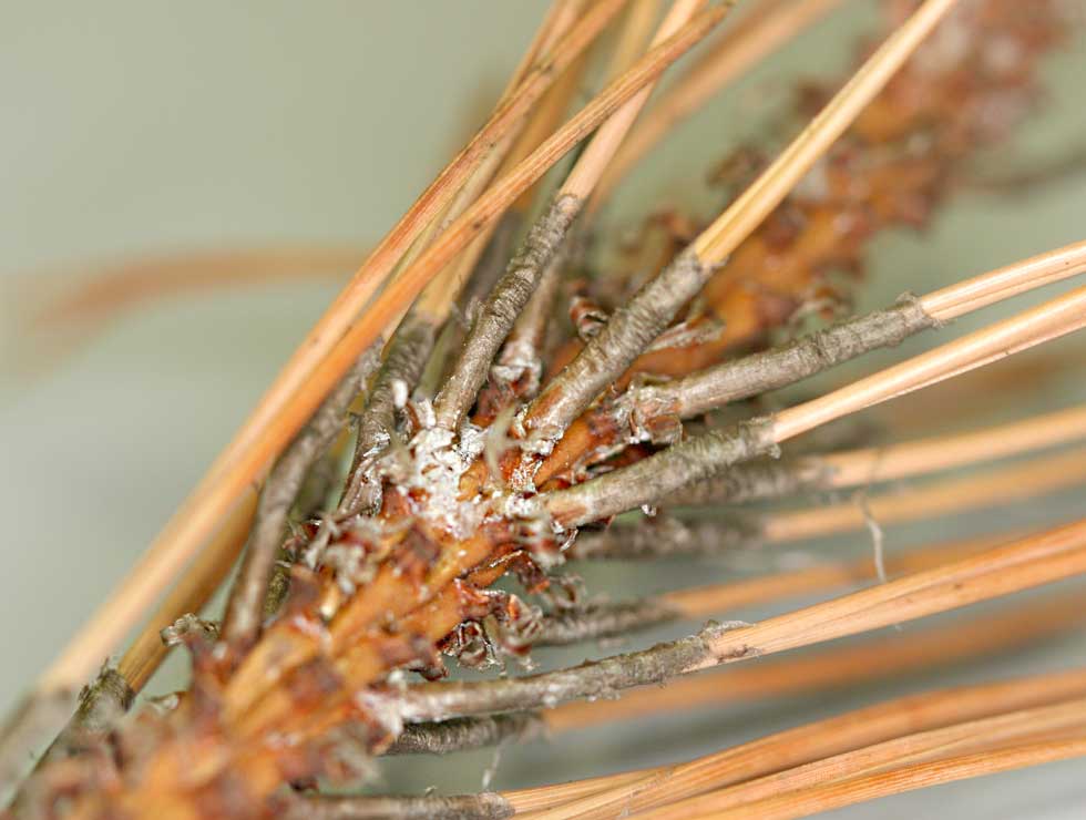 Sphaeropsis: Schadebeeld | © Viaverda