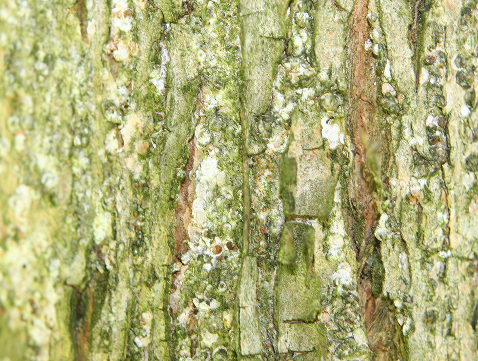 Pseudaulacaspis pentagon: Schadebeeld op <I>Catalpa</I> | © Viaverda